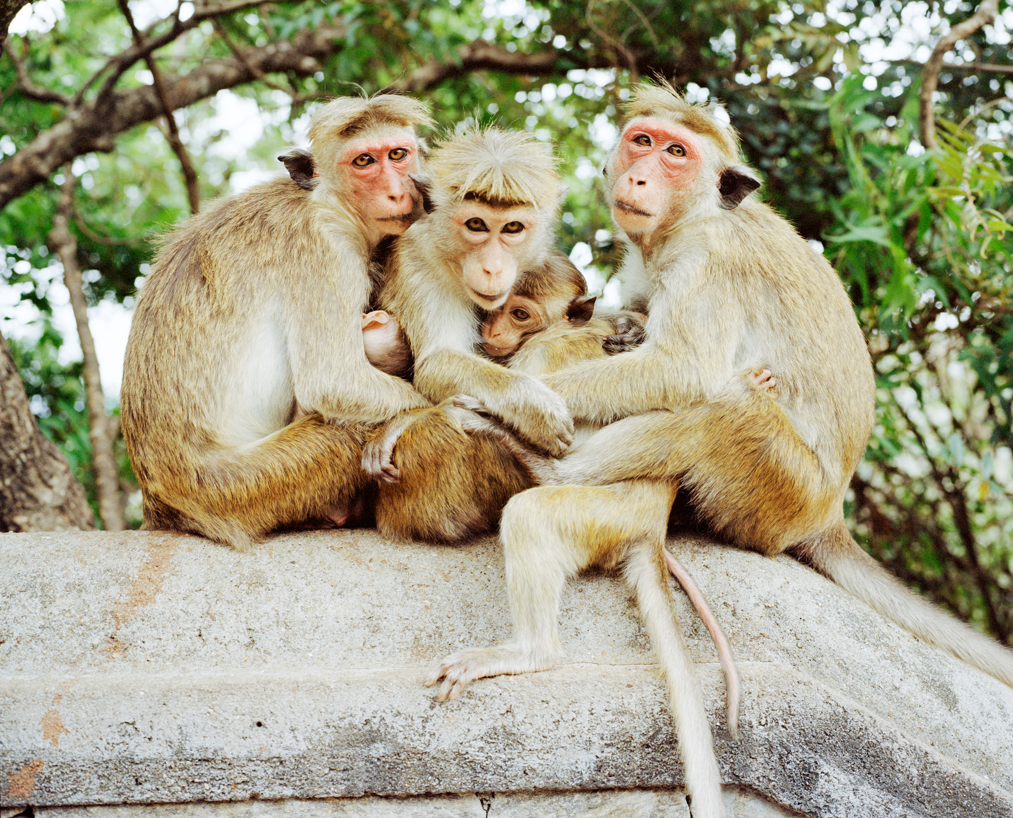 Sigiriya, Sri Lanka